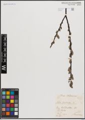 Foto von Salix cinerea L.